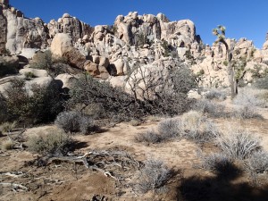 Joshua Tree Road Trip